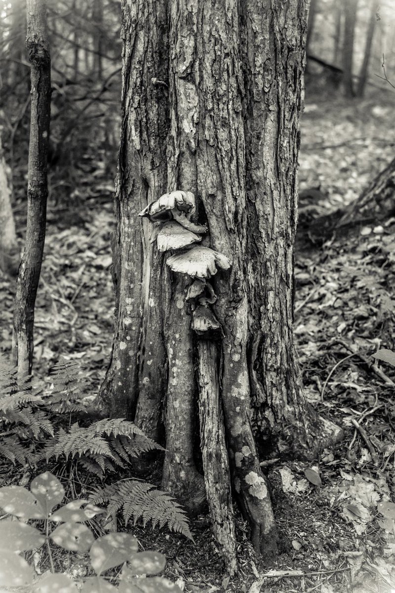 Dans la forêt derrière la maison. #bnwphotography #tree #mushrooms