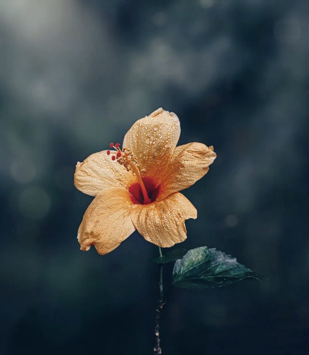 _NOFU's tweet image. 1 OCTOBER ..♥️