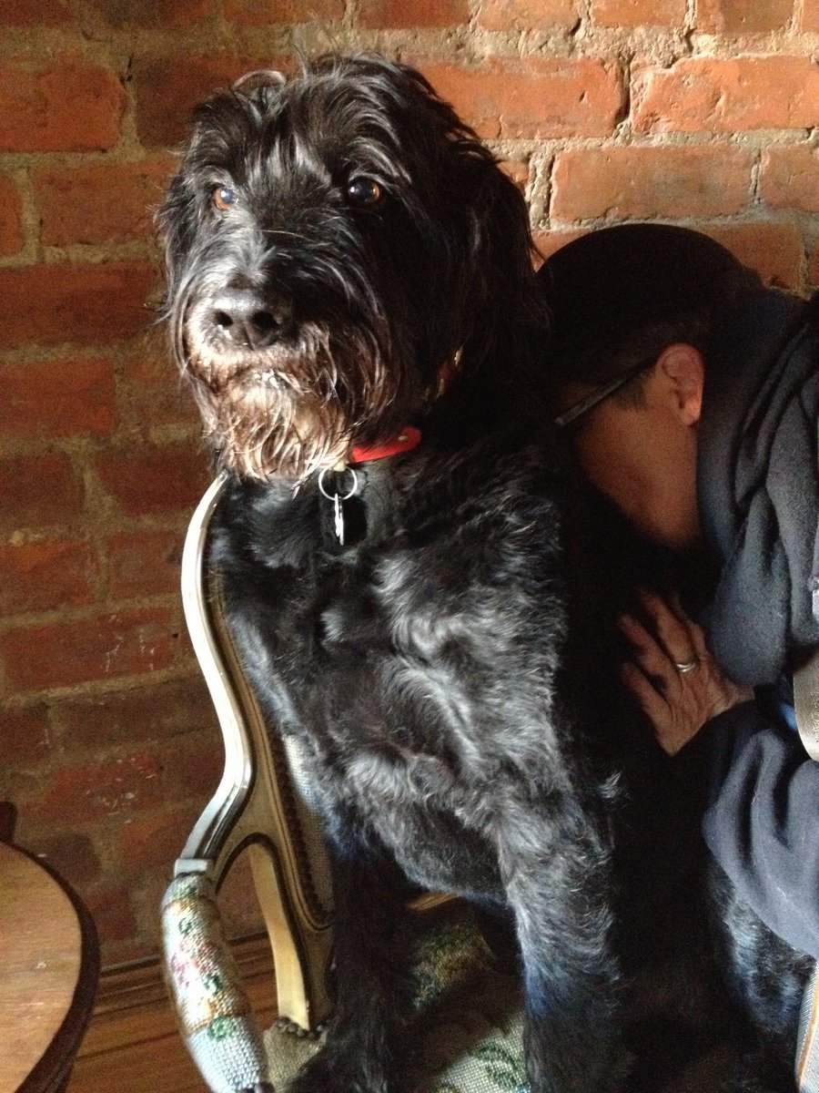 pkbmd's tweet photo. @serenawilliams Big black labradoodle.  Had him for 15 years. No shedding. Got him from a kill shelter. https://t.co/BE4WEZz6mU