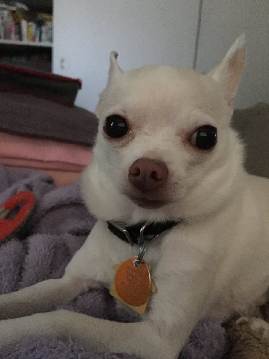 #FBFriday Dudley about 6 years ago caught by surprise and that’s not easy since he’s so camera shy.❤️🐶😳😬