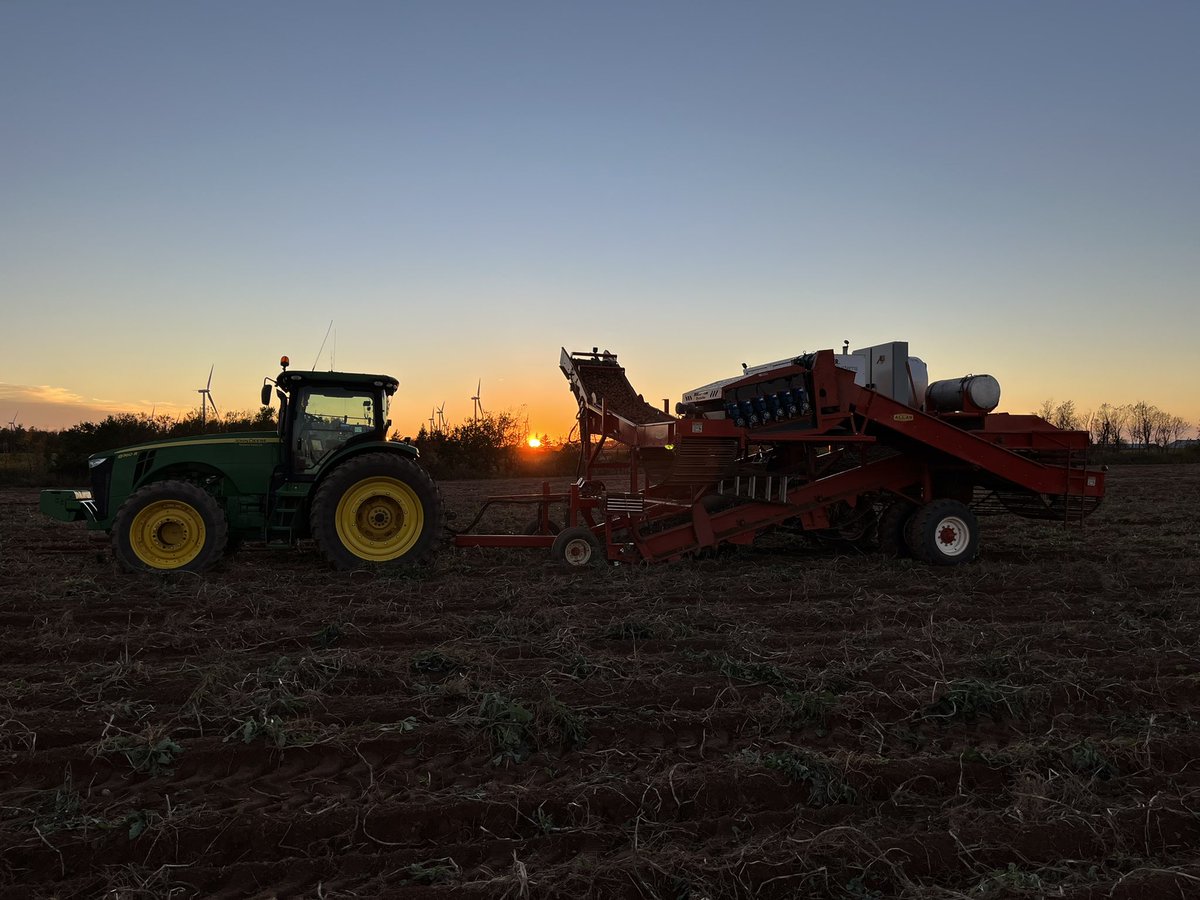 Beautiful harvesting weather #peipotatoes