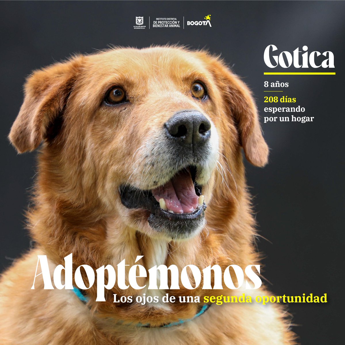 AnimalesBOG's tweet photo. Él es Gótica, un mestizo de 8 años que prefiere estar solito y tranquilo comiendo en su futuro hogar. Las caricias suaves son sus preferidas. Busca amor así como también tiene mucho amor para dar.💚 https://t.co/ELAJwyMzou
