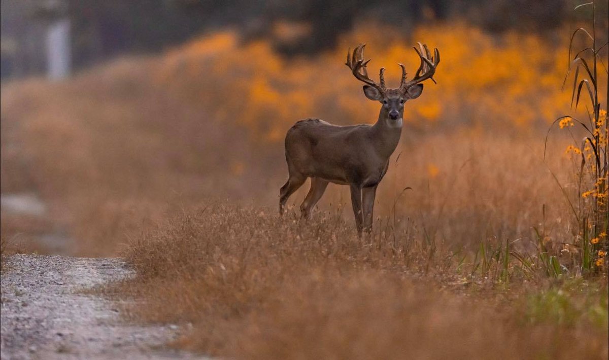 SBLest2013's tweet photo. Come visit Soggy Bottom and bag the buck of a lifetime!!
πΈ Ed Wall
#SoggyBottomLodge #Shack33 #SBL2022 #DemopolisAL #MobileAL #ThomasvilleAL #TuscaloosaAL #BirminghamAL #CorporateEvents #EventVenue #WhitetailDeer #DeerHunts #WhatGetsYouOutdoors https://t.co/VljUr3lsIv