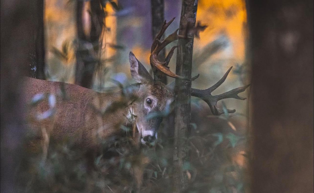 SBLest2013's tweet photo. Come visit Soggy Bottom and bag the buck of a lifetime!!
πΈ Ed Wall
#SoggyBottomLodge #Shack33 #SBL2022 #DemopolisAL #MobileAL #ThomasvilleAL #TuscaloosaAL #BirminghamAL #CorporateEvents #EventVenue #WhitetailDeer #DeerHunts #WhatGetsYouOutdoors https://t.co/VljUr3lsIv