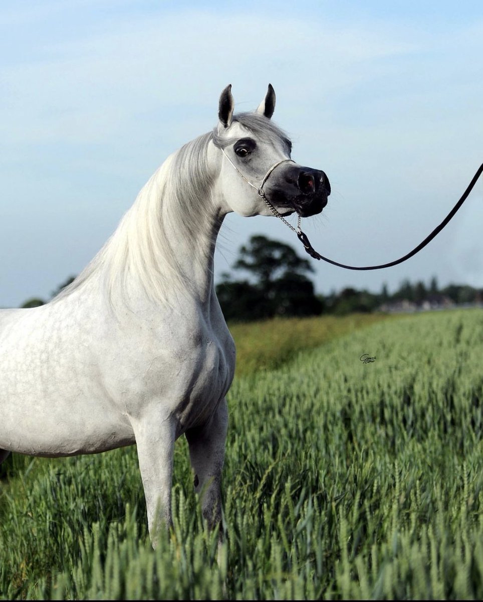 #لأننا_نحبها

"وأنتَ منِّي كرُوحِي 
بل أنتَ مِنها أحَب!!"