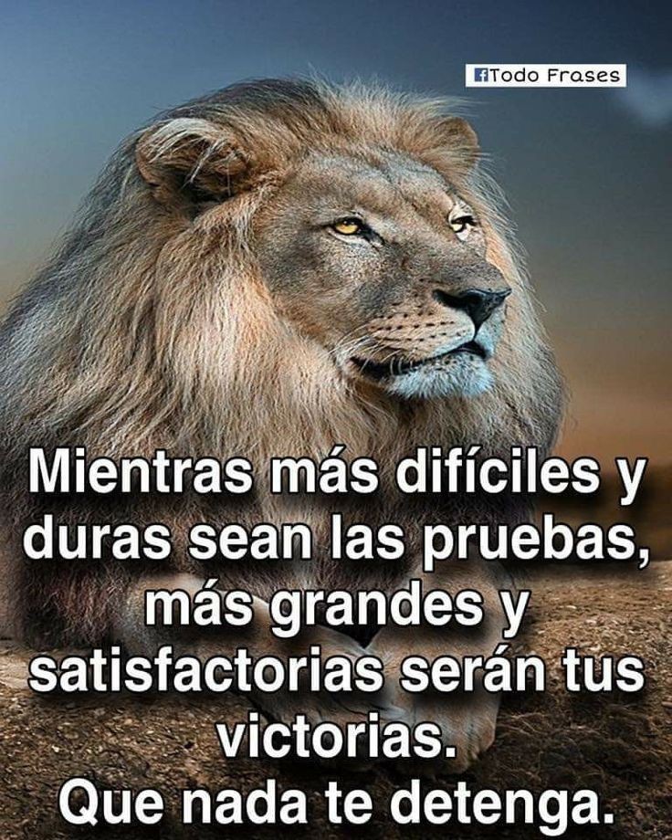 AdryChavez13's tweet photo. Eres y serás grande León Libanés #YusefCampeonLegitimo y el único de #survivor2022 https://t.co/dc4XWHpa1G
