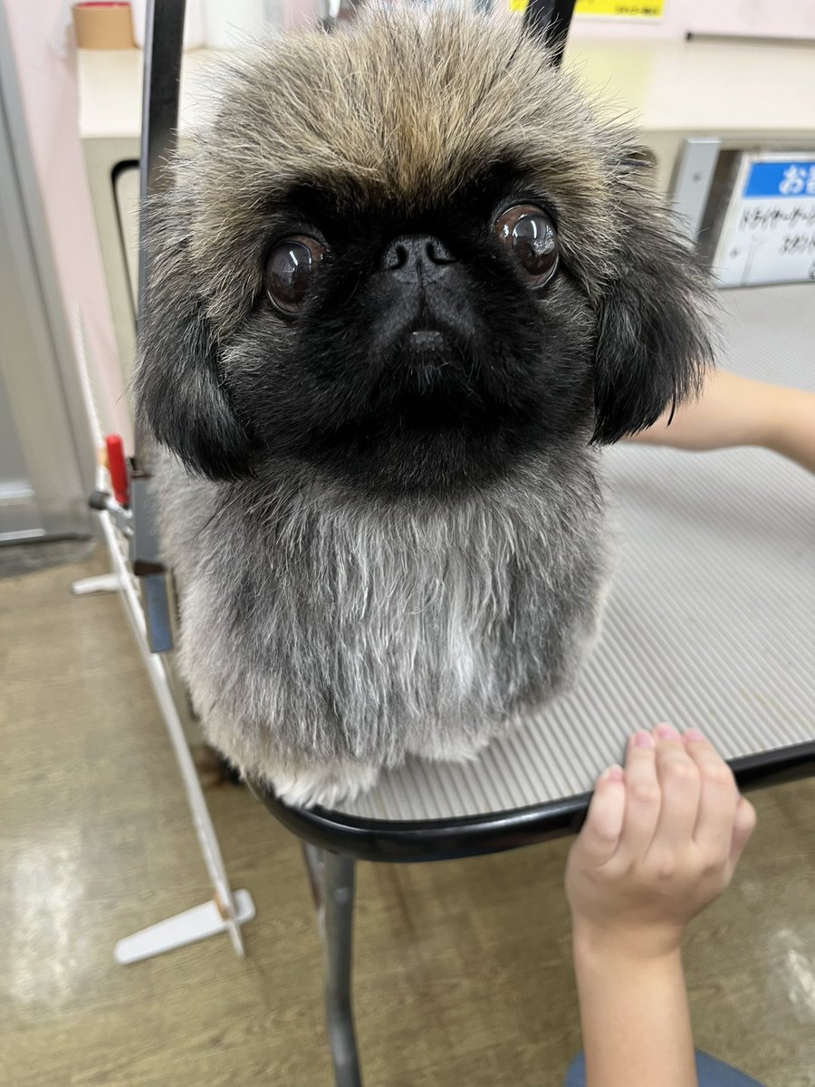 annkokurun's tweet image. お風呂あがりはこけしになる
#ペキニーズ