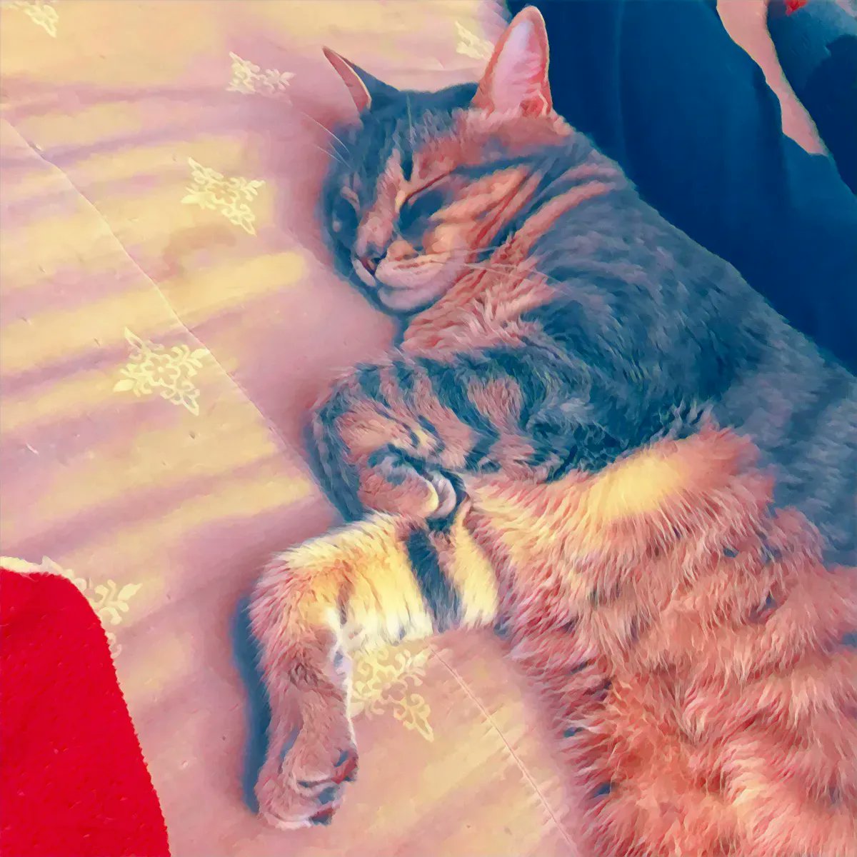 WayofCats's tweet photo. Bud Abbott, always a gazelle pose. Our longest cat rarely curls up. He stays ready for instant action.
#CatsOfTwitter #BudBudtheSpud #CatTypes #CatLovers https://t.co/g4JsTNL6PC