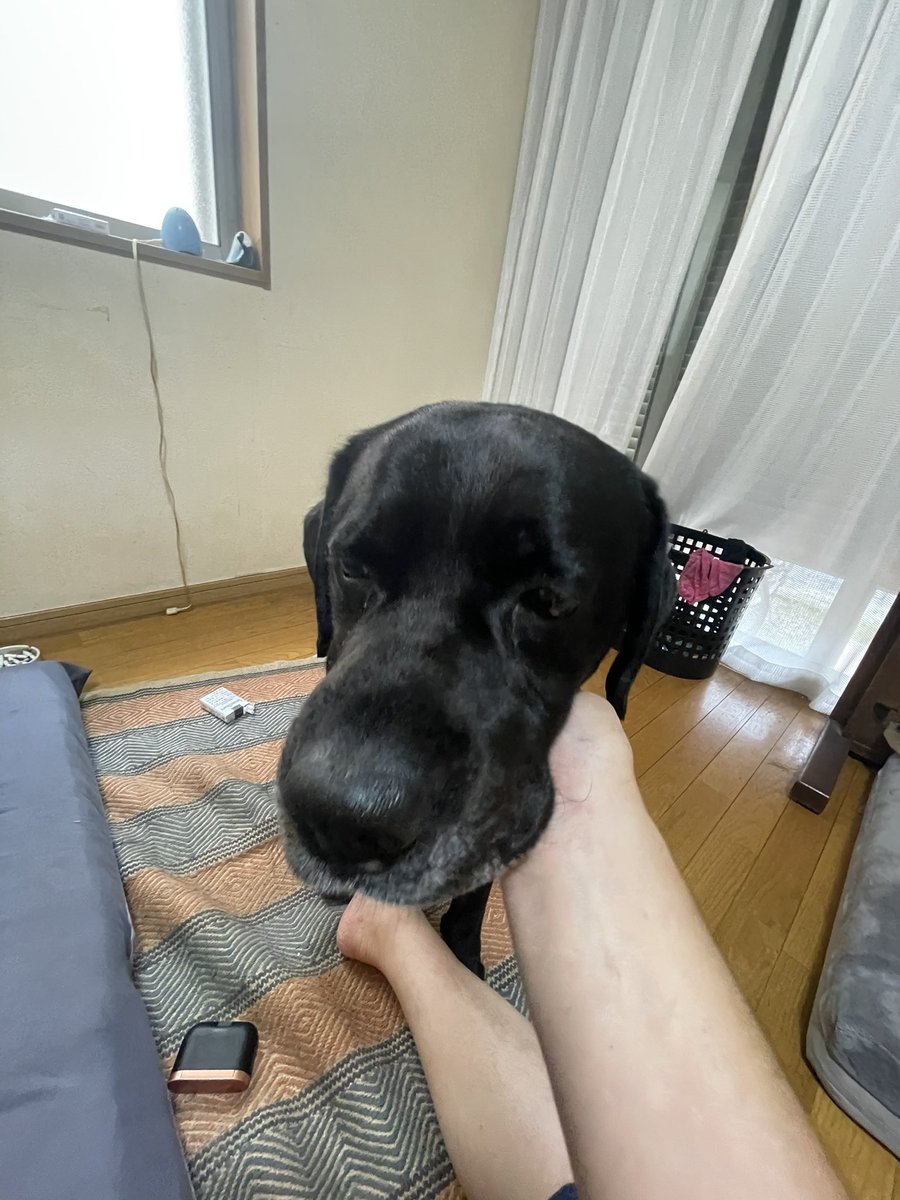 フォロワーの皆様おはよう御座います♪
今日から色々値上げになるんですかね、この前ケーキを買ったら一個500円でした。
普段あまり買わないので僕の中では300円から480円でしたのでかなりビックリです

白い髭がダンディなゼン様