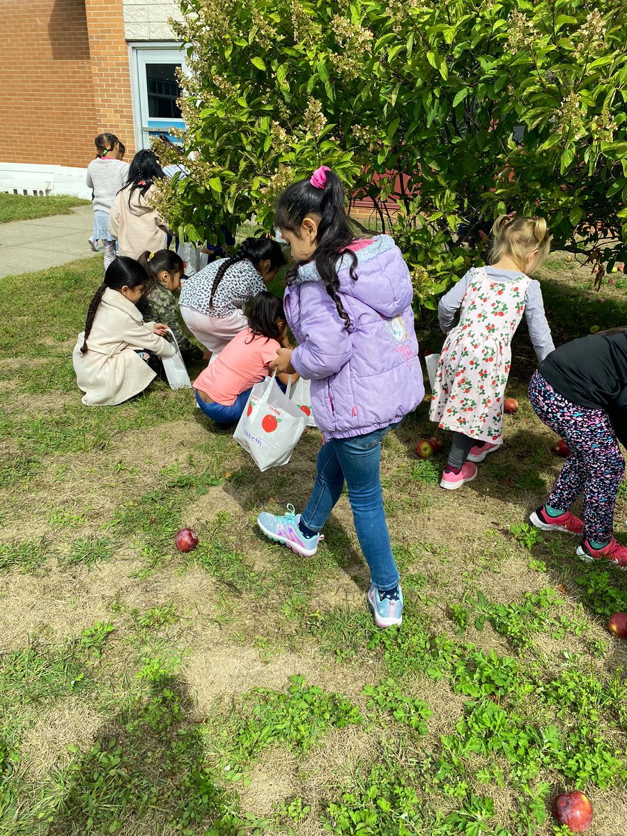 MsJacobs_Rm_15's tweet photo. Our #kinderstars L🍎VED our Apple Picking Day @PhillipsAveElem @MrsTomer_Rm16 https://t.co/p1SvrL1nSF