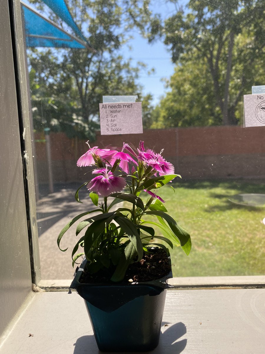 Kindergarten this week experimenting the basic needs of plants 👩‍🔬🪴🧑‍🔬<a href="/Buffalo_Creek1/">Buffalo Creek Elem</a> <a href="/SBISD/">Spring Branch ISD</a>