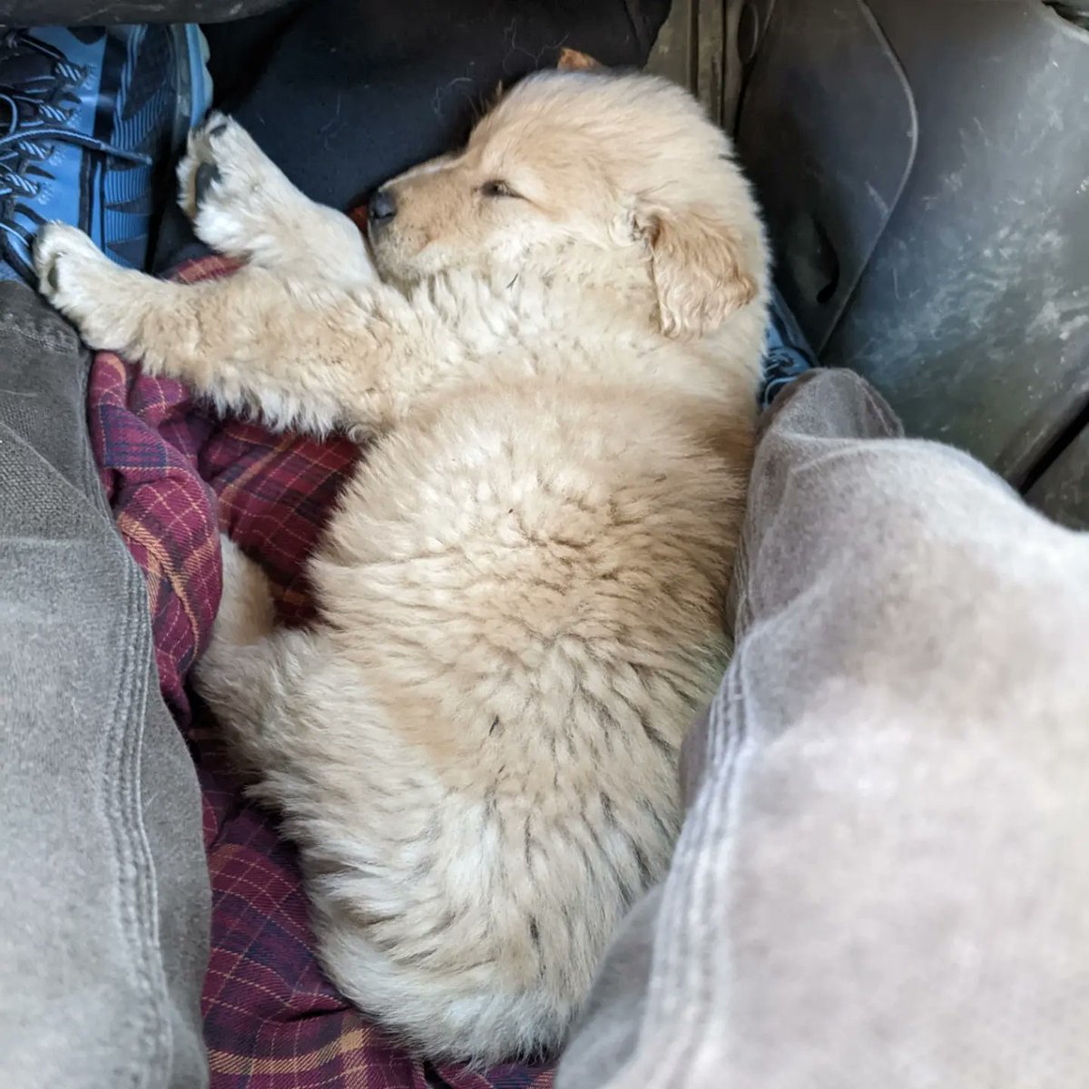 K04PB2B's tweet photo. Puppy. He's had a tough life so far. https://t.co/ORKX1qIXHW