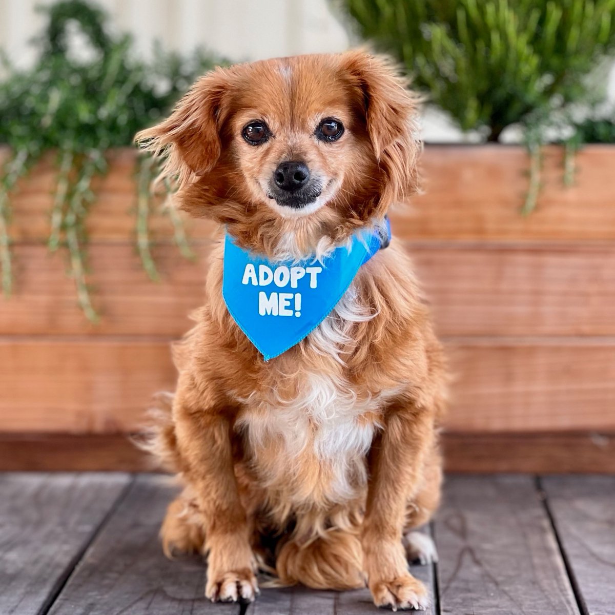 peace_rescue's tweet photo. ADOPT: Rudy
Pomeranian Mix | Male | 12 y/o | 11 lbs
https://t.co/feSxEWLcF3
A sweet, mellow little guy with a kind disposition, Rudy is looking for his forever lap.
#pomeranian
#pom
#allgooddogs https://t.co/s64nusNpnW