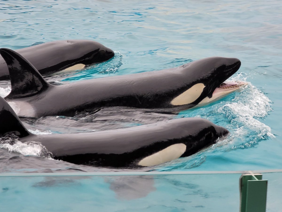 部屋から見える海が最高に美しかったのとシャチとても可愛かった
鴨川また行きたい 