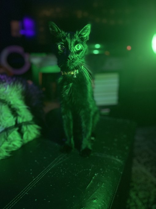 Here&rsquo;s a pic of my cat getting ready for spooky season.  My apologies for not posting as much as I&rsquo;d