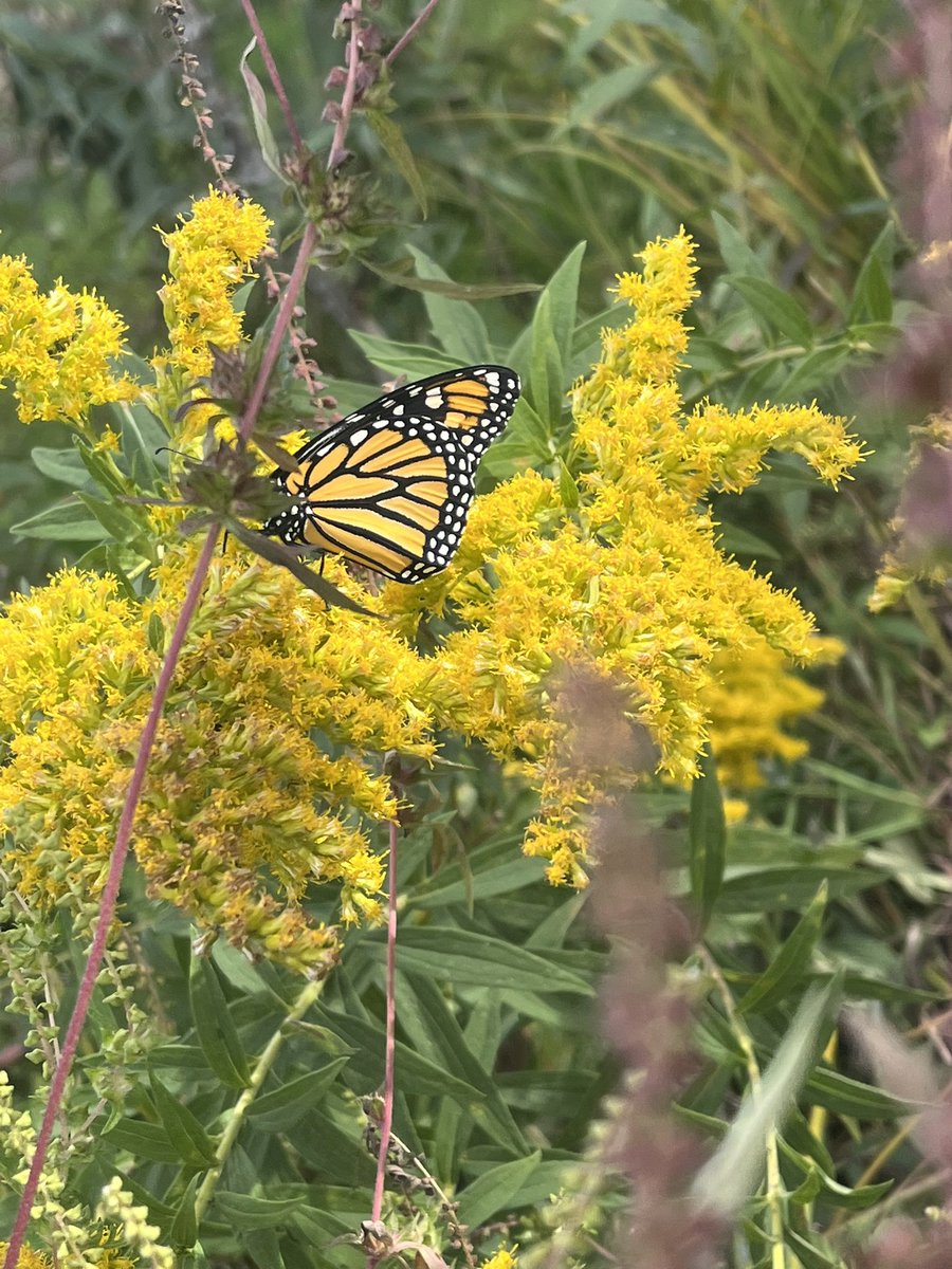 CKurtScience's tweet photo. Another release of a monarch butterfly with the environmental science club @theTwinsburgHS https://t.co/em1PJVFrKP