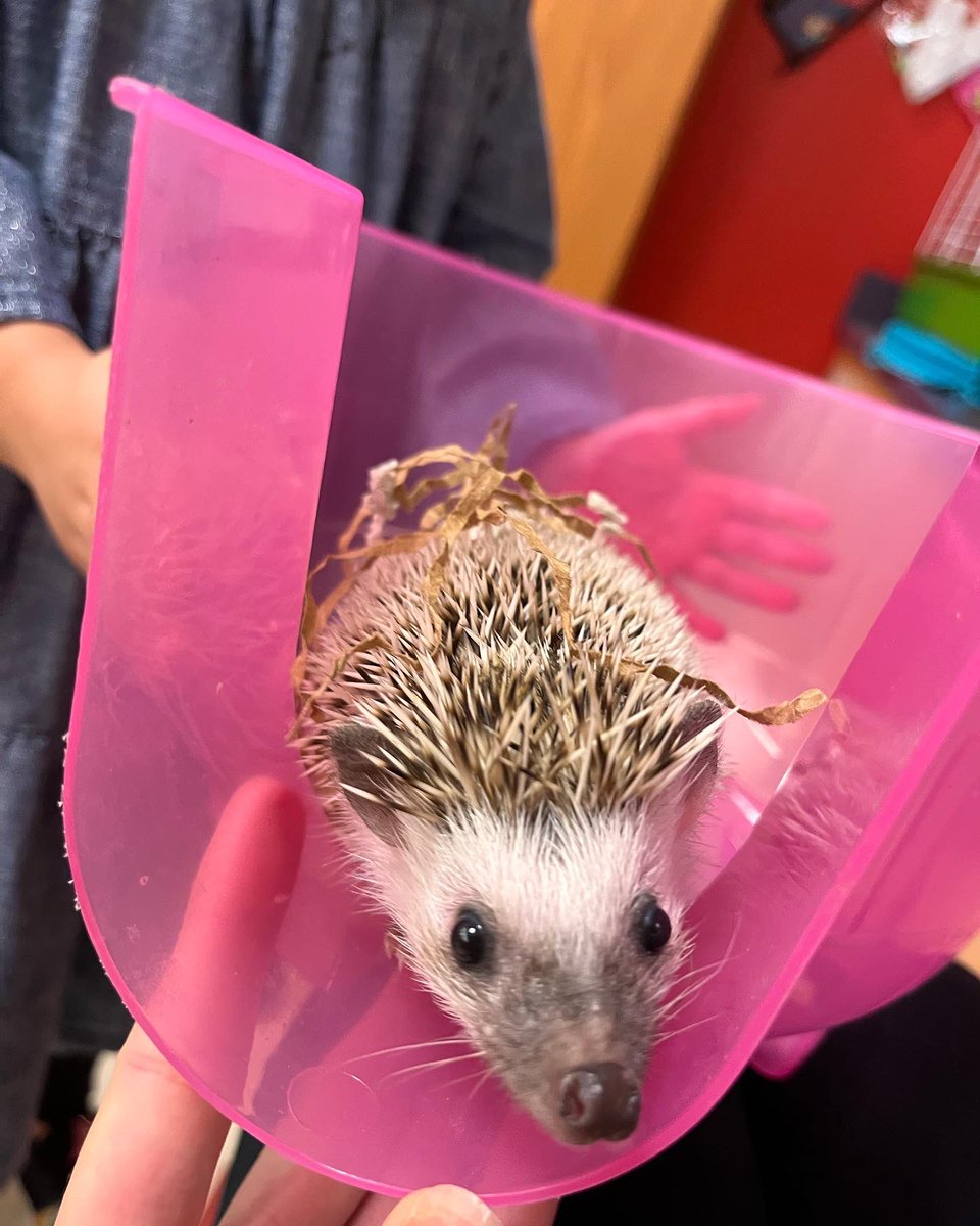 MVSpreschool's tweet photo. Cinnamon came out to say hi to preschool today! 🦔 #classpet #preschool #hedgehog @atsdschools https://t.co/SGM7yCfW80