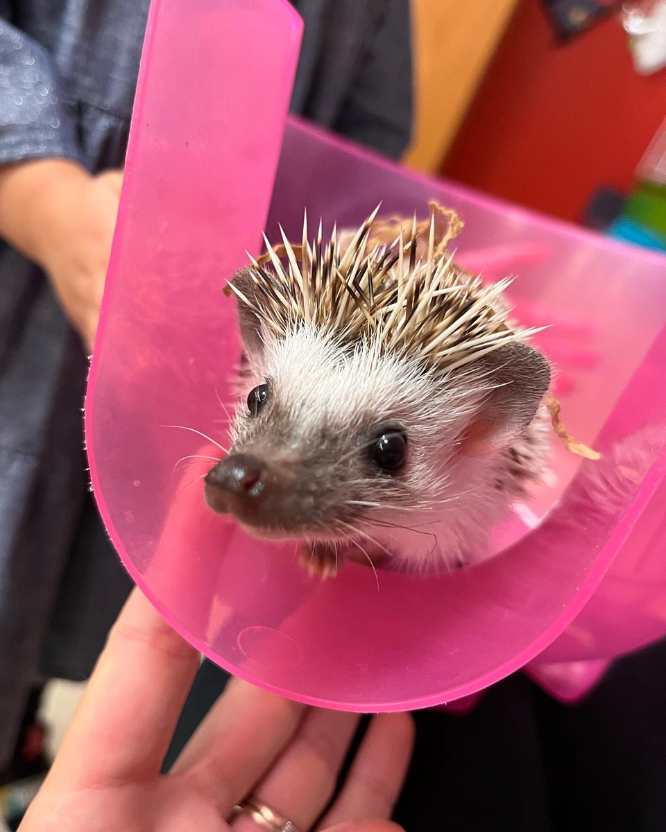 MVSpreschool's tweet photo. Cinnamon came out to say hi to preschool today! 🦔 #classpet #preschool #hedgehog @atsdschools https://t.co/SGM7yCfW80