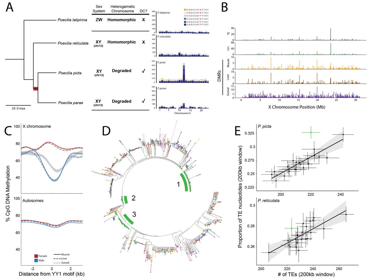 Judith Mank (@judithmank) on Twitter photo Ever wondered how a sex chromosome dosage compensation mechanism evolves de novo? Transposon wave remodelled the epigenomic landscape in the rapid evolution of a novel X chromosome dosage compensation mechanism. Absolutely beautiful work by <a href="/david_metzger/">David Metzger</a> biorxiv.org/content/10.110… Ever wondered how a sex chromosome dosage compensation mechanism evolves de novo? Transposon wave remodelled the epigenomic landscape in the rapid evolution of a novel X chromosome dosage compensation mechanism. Absolutely beautiful work by <a href="/david_metzger/">David Metzger</a> biorxiv.org/content/10.110…