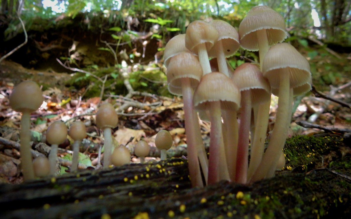 Took a walk in the woods and noticed that the bonnets seemed to be discussing something. Always seems like the biggest plans are made in the smallest places.