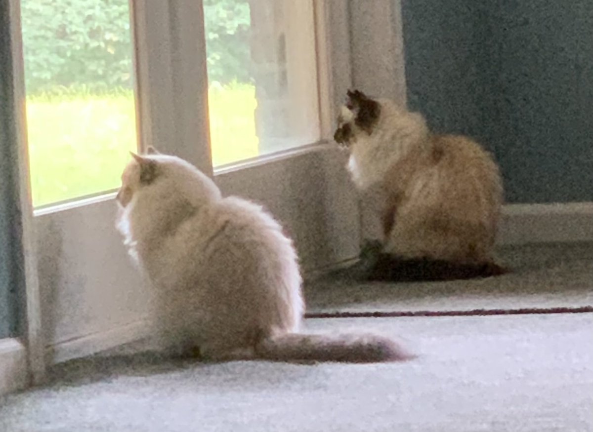 Elizabeth Griffith tweet media