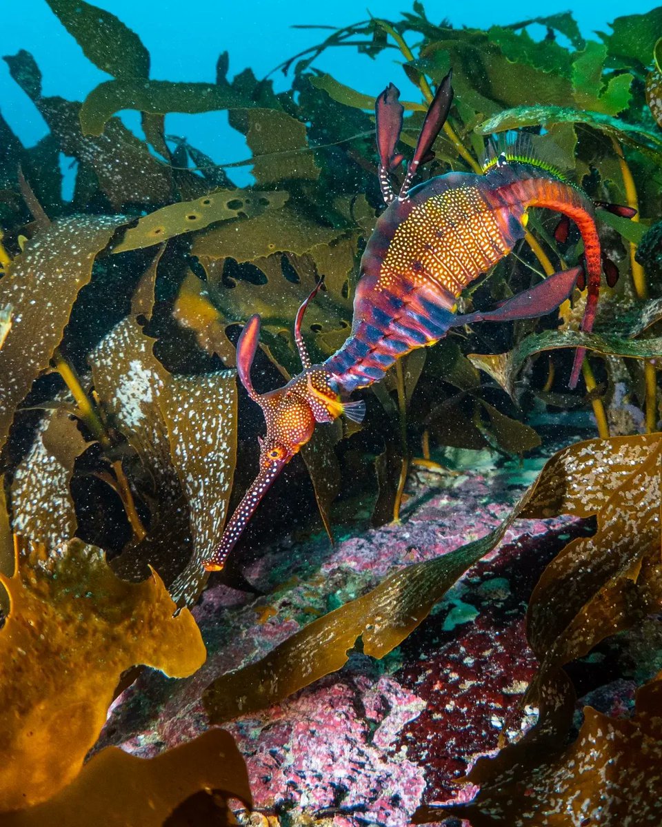 EastCoastTassie's tweet photo. A Weedy Seadragon hunts a pack of small shrimp in the waters of Bicheno Tasmania, Australia. 📸 @matt_testoni_photography #eastcoasttasmania #greateasterndrive #seeaustralia #amazing_australia #holidayherethisyear #exploringaustralia #destinationearth #tasmania #eastcoastshines https://t.co/dQRKrKP2Nc