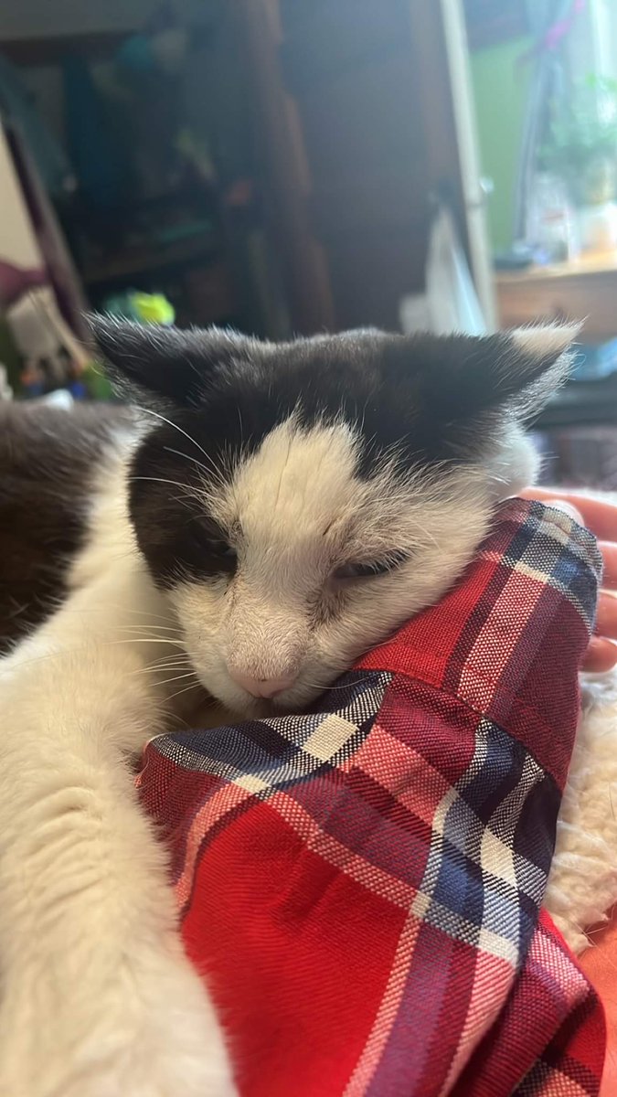 NaolisLight's tweet photo. Ill miss you forever Wolfie. You were the first cat to choose me as their person, and the best cat anyone couldve ever asked for. 
Rest in Peace. https://t.co/468CPuT2PF