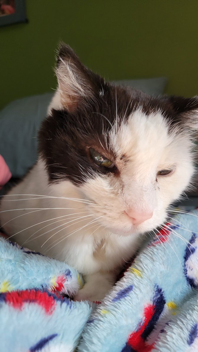 NaolisLight's tweet photo. Ill miss you forever Wolfie. You were the first cat to choose me as their person, and the best cat anyone couldve ever asked for. 
Rest in Peace. https://t.co/468CPuT2PF