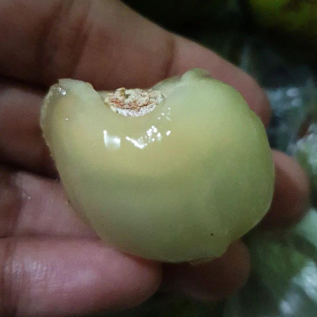 Haruna_Rien's tweet photo. Buah Matoa.
Baru pertamakali coba. Mirip buah lengkeng, tapi rasanya kayak makan lengkeng mix durian. https://t.co/gKn3HSmySn