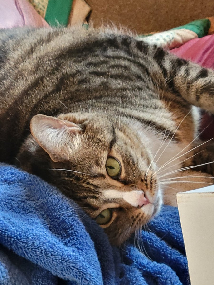 MikaTheCat tweet media