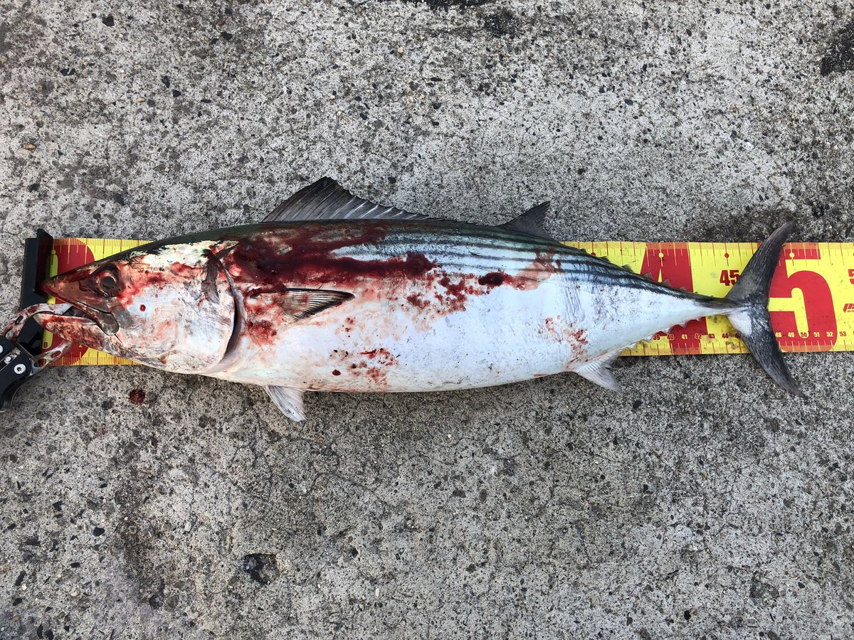 朝一トップでボッコリ出ました！
初めてトップで釣ったけど気持ち〜！