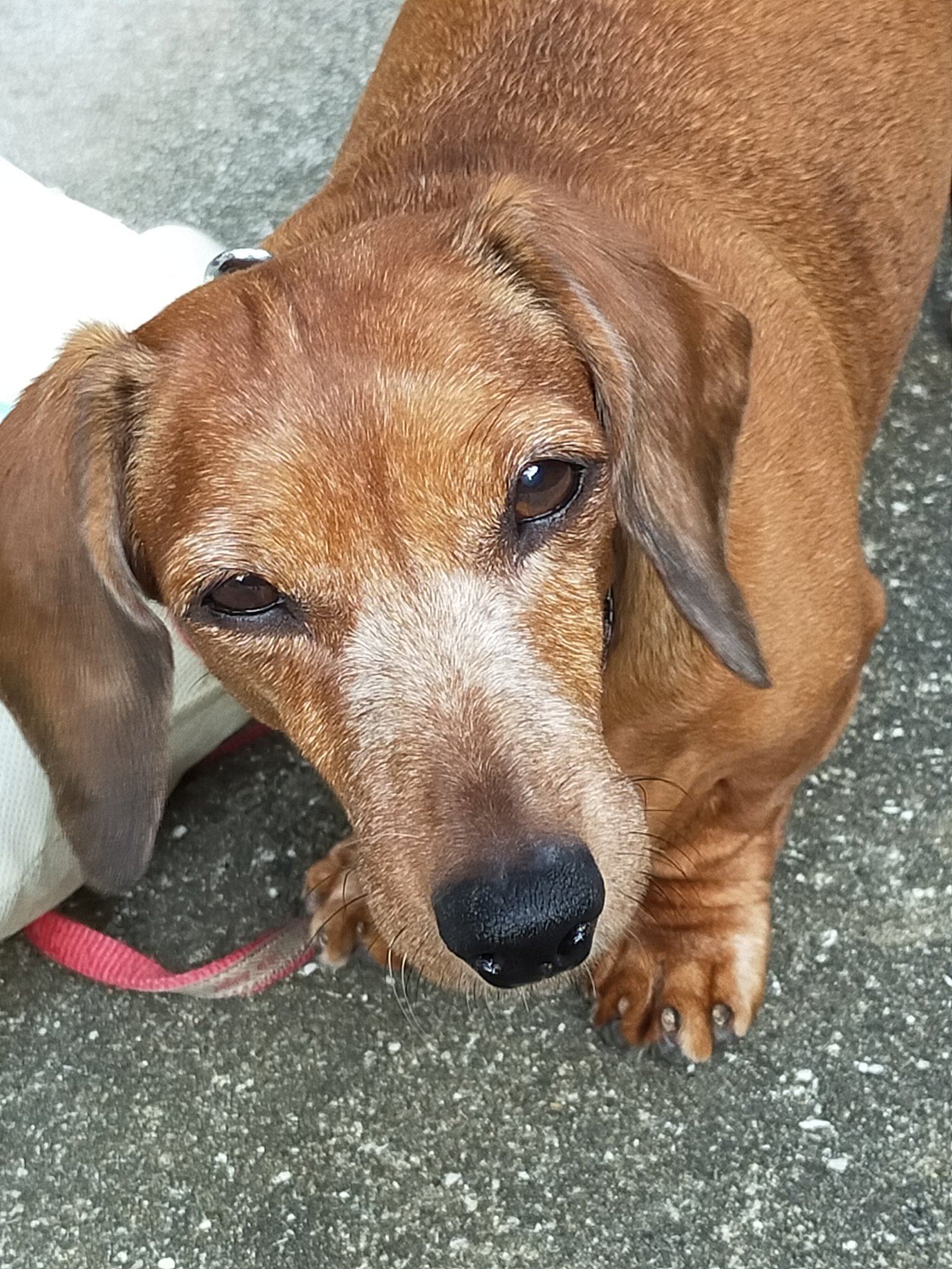 Petio｜ペティオ on Twitter 