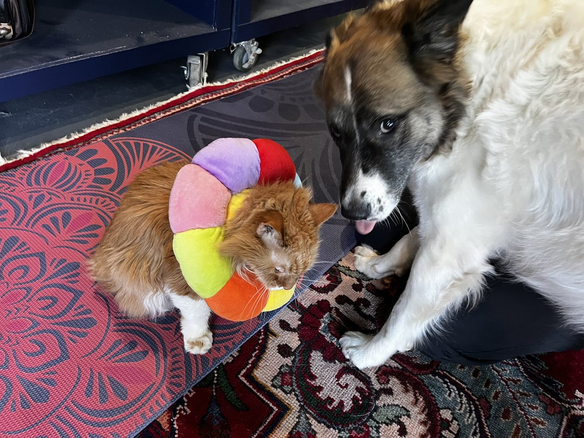 We have a kitty visiting the studio today and Linus is in love. They are the perfect working buddies while business at Ben &amp; Lael ramps up for the holiday season. Look at these beautiful Izzy bracelets made from solid copper or sterling.