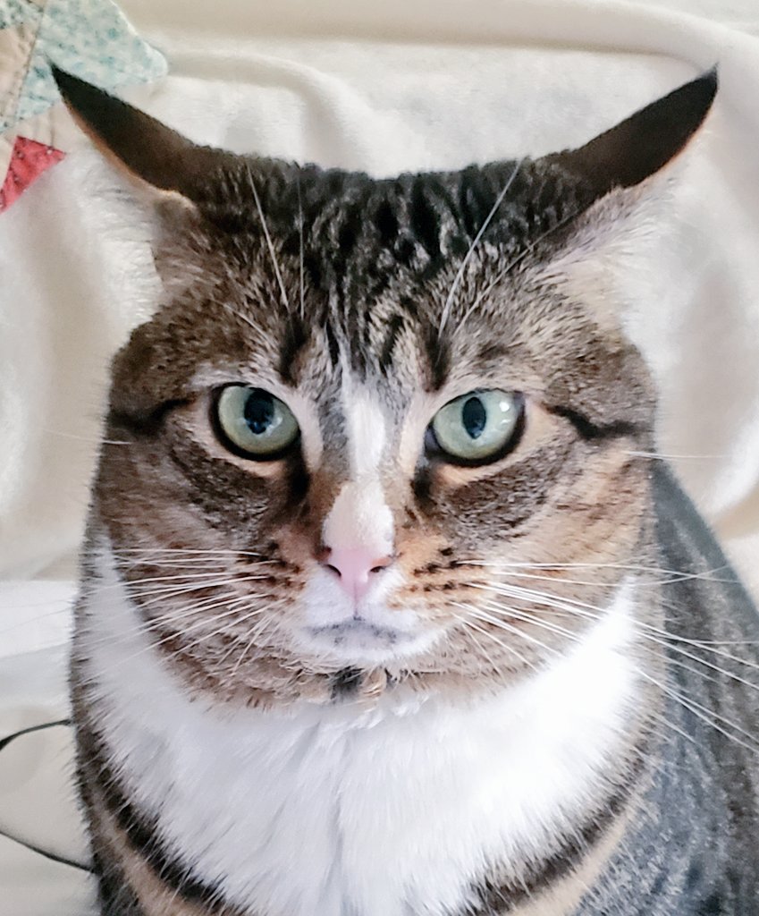 MikaTheCat tweet media