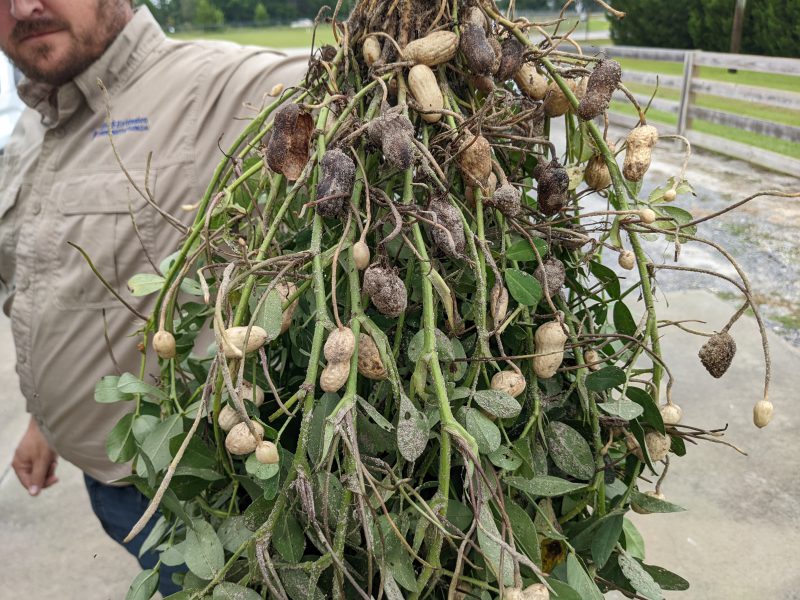 End of Season Peanut Disease Notes dlvr.it/SZJRTN