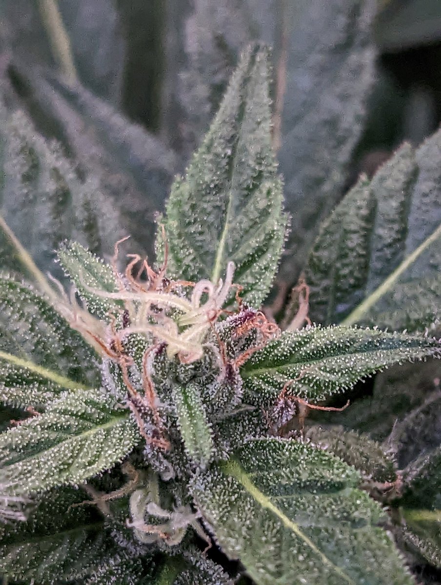 PushinPetunias's tweet photo. Progress 💚 https://t.co/4oQhzlrJC0