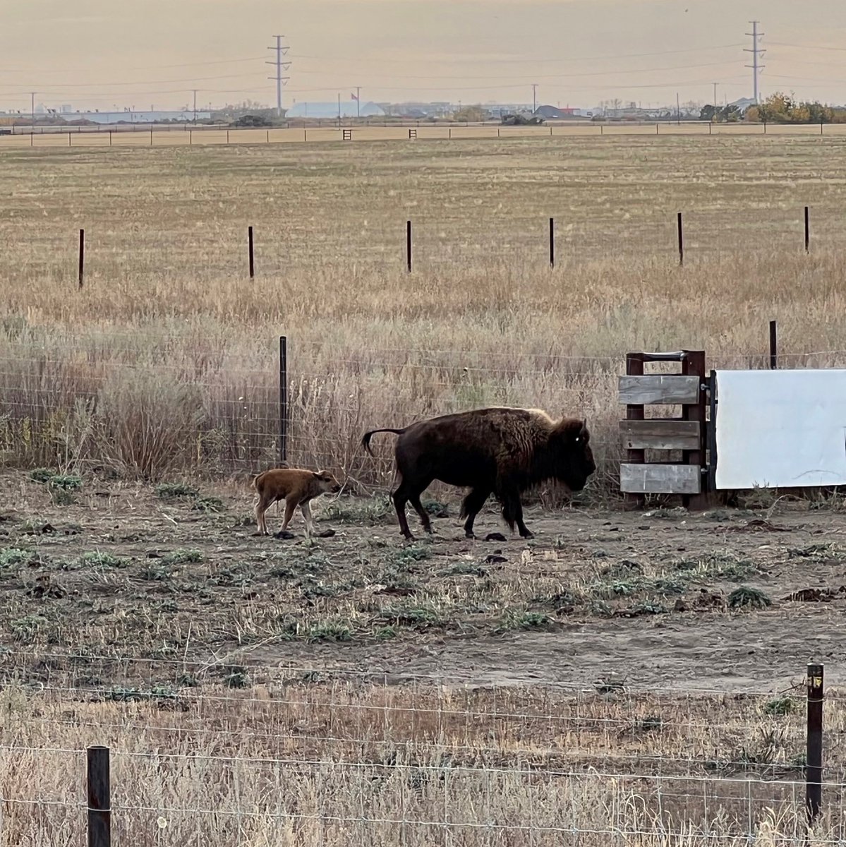 Today, September 30th, 2022, on National day for Truth and Reconciliation, a calf was born here at Wanuskewin.
<a href="/SKGov/">Government of Saskatchewan</a>
<a href="/TIAC_AITC/">The Tourism Industry Association of Canada</a>
@VisitSaskatoon
<a href="/ITAC_Corporate/">ITAC Corporate</a>
<a href="/TIAC_AITC/">The Tourism Industry Association of Canada</a>
<a href="/CdnHeritage/">Canadian Heritage</a>