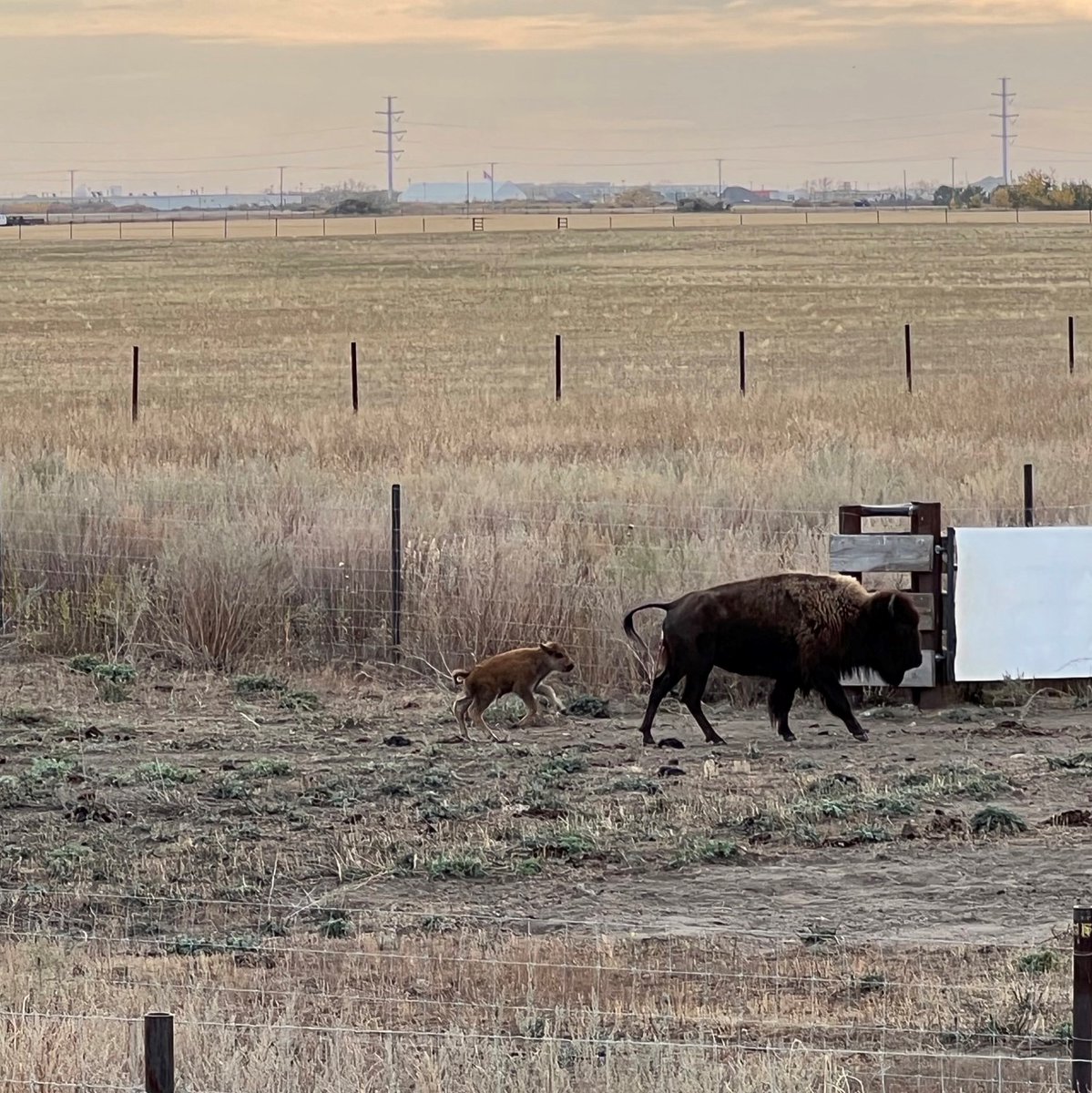 Wanuskewin_Park's tweet photo. Today, September 30th, 2022, on National day for Truth and Reconciliation, a calf was born here at Wanuskewin.
@SKGov
@TIAC_AITC
@VisitSaskatoon
@ITAC_Corporate
@TIAC_AITC
@CdnHeritage https://t.co/pgh2Yvgi1X