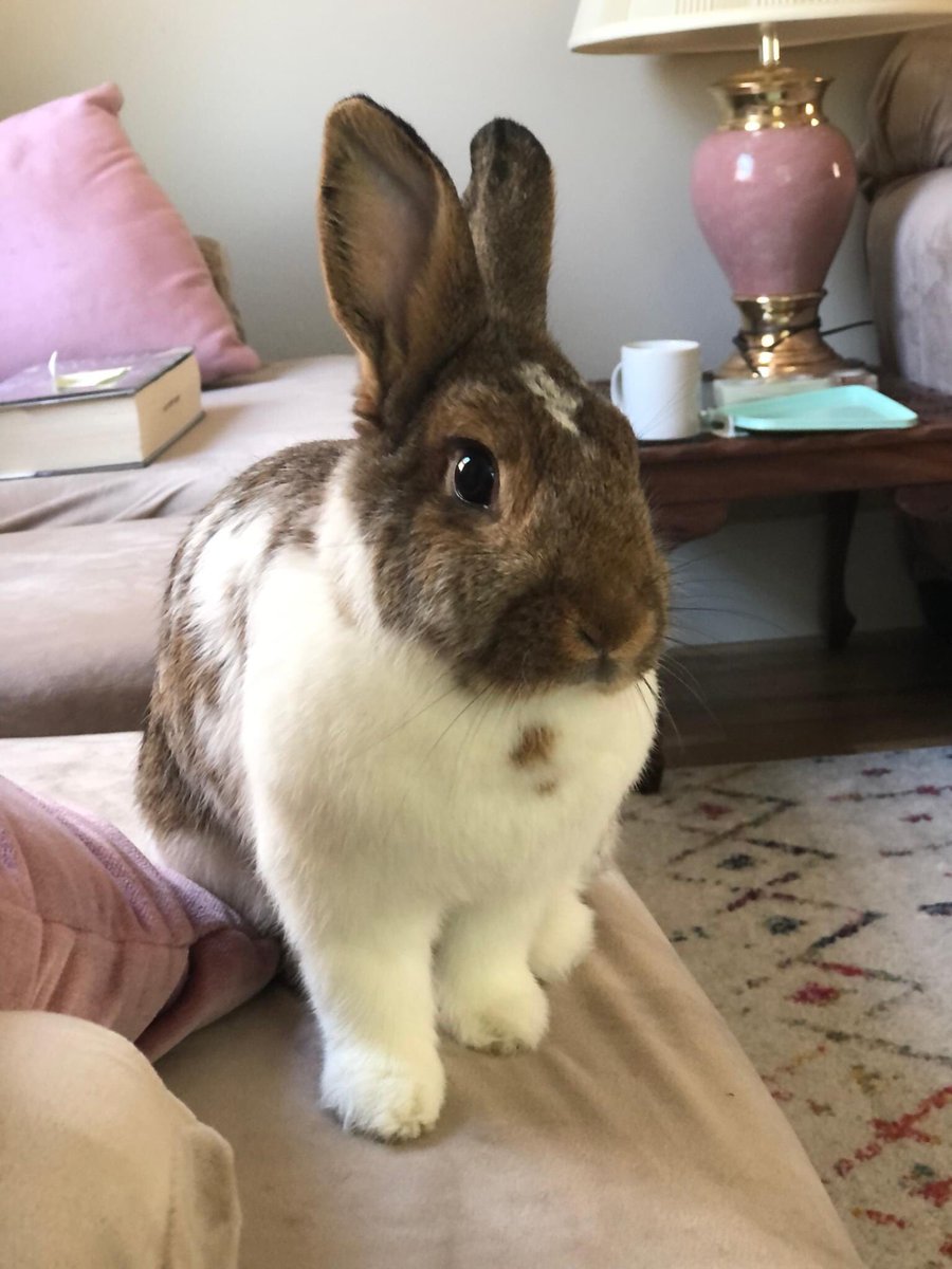 calledtobebad's tweet photo. @theKevinGarcia_ Meet Peppa, Eugene, and our ✨adoptable✨ foster bun Griffen https://t.co/UeoKoHwz7p