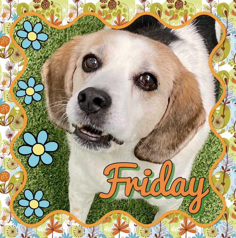 CSPetResort's tweet photo. 🐾This furry 🐶 cutie is checking in to say…💭Happy Friday😉💭🥰🐾 #dogsoftwitter #beaglesoftwitter #fridaymorning #fridaywishes #outdoorfun #cutenessoverload #mansbestfriend #beaglelove #petresort #vca #beagleoftheday #dogoftheday https://t.co/HOZ7BWn7gf