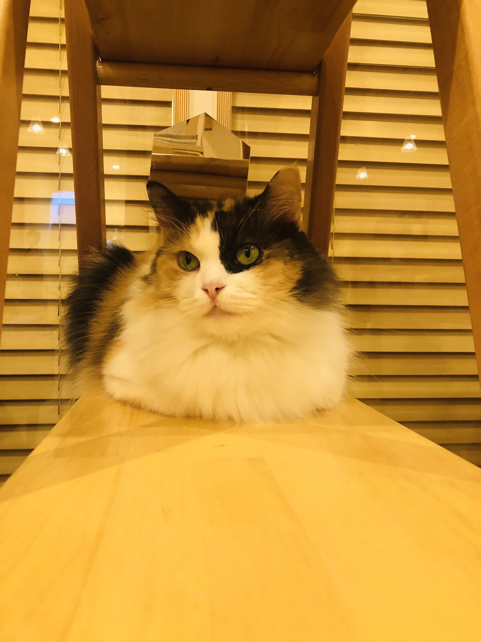 Cat Cafe Obc Catcafe Obc Twitter