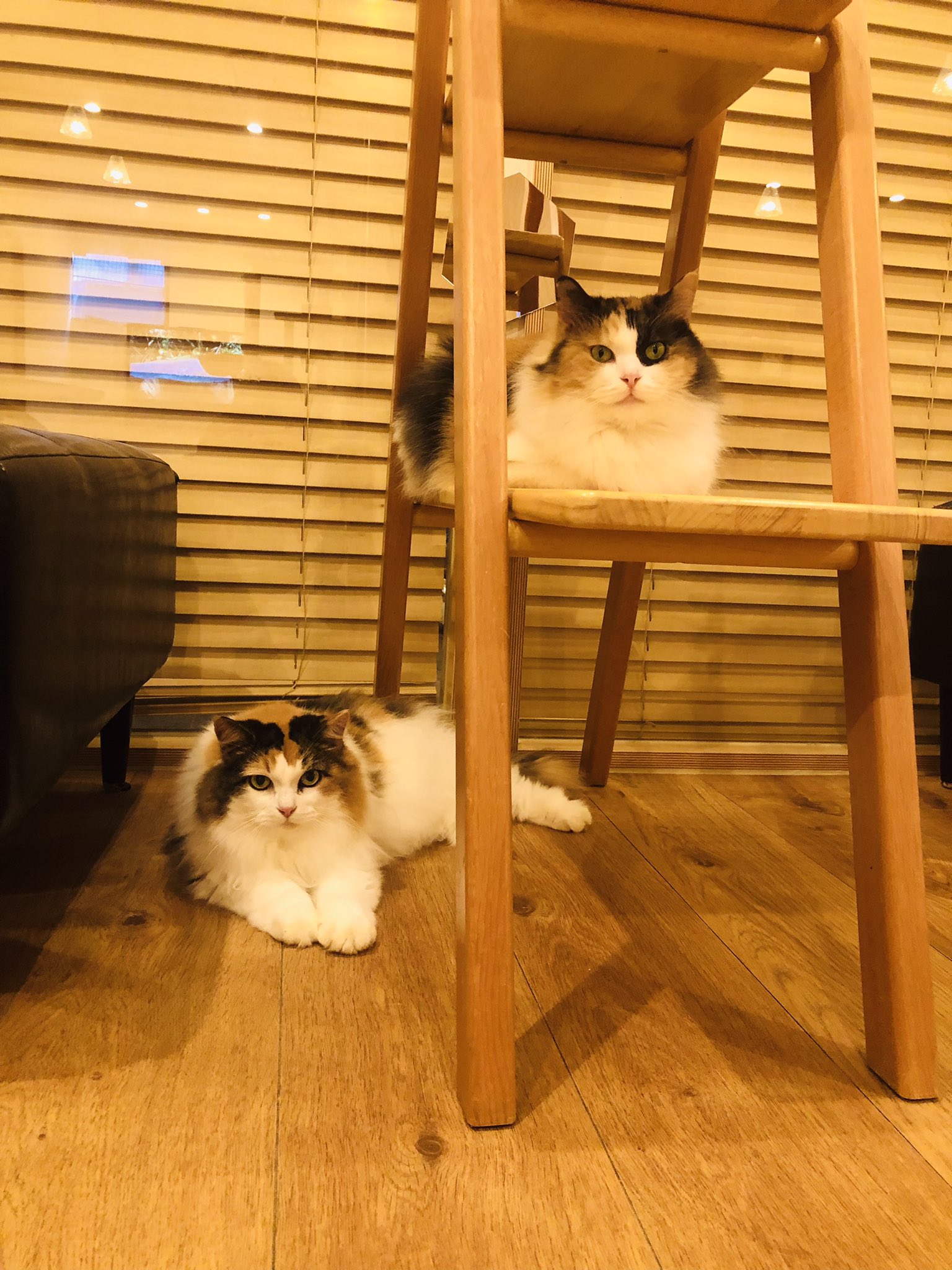 Cat Cafe Obc Catcafe Obc Twitter