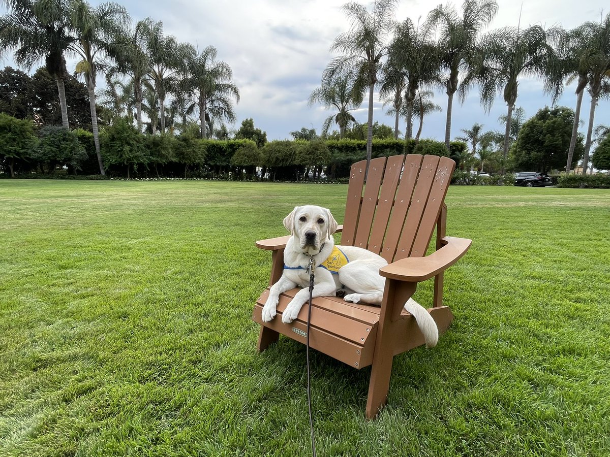 RLund760's tweet photo. @deankoontz #happybirthday from @canineorg puppy Reyna III https://t.co/yO6nLbeH66
