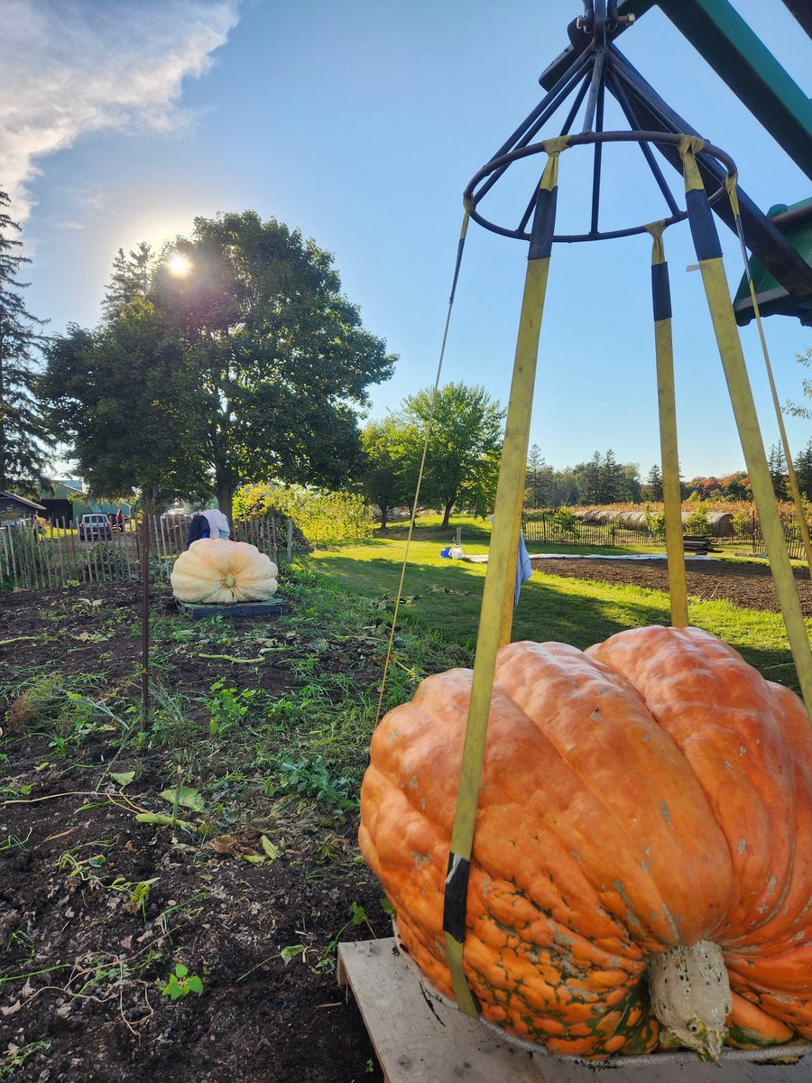 Harvest day in the giant pumpkin patch. #giantpumpkins #gardening #greenthumb