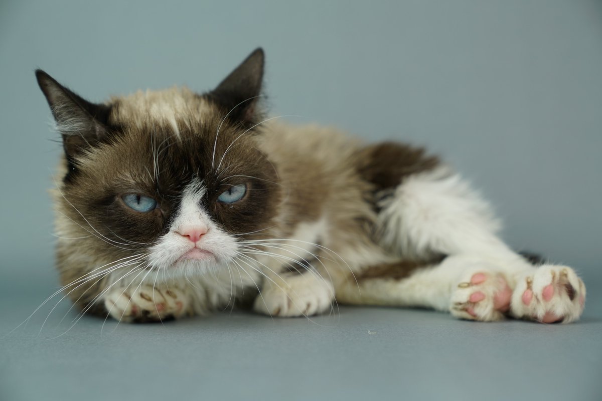 RealGrumpyCat's tweet photo. September 30th vs October 1st https://t.co/iAuzudacIU