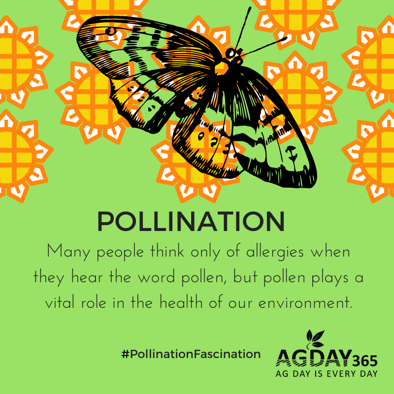 AGDAY365's tweet photo. Many people think only of allergies 🤧 when they hear the word #pollen, but pollen plays a vital role in the health of our environment. #PollinationFascination 🦋 #AgDay365 https://t.co/zudQXWLIfw