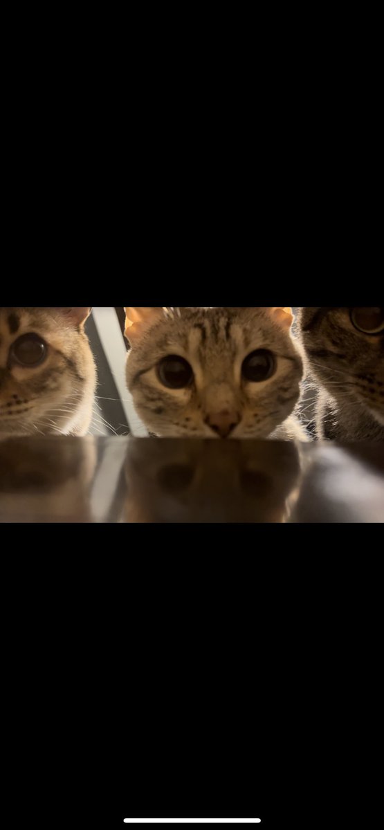 abbyscullion's tweet photo. @TweetsOfCats https://t.co/0LgjQV7ytR
