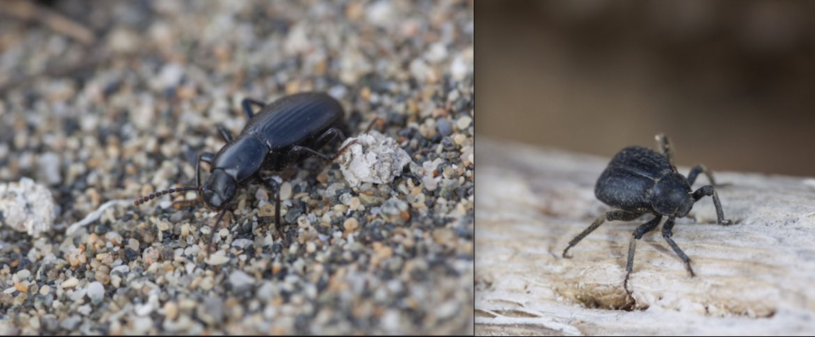 Hola necesitamos ojalá contactar algún experto asesor q pudiera orientar acciones para detener proyecto minero en tramitación SEA, generando alto riesgo de extinguir especies endémicas (a solo 4,5km) de área protegida del norte de Chile: 1 planta y 2 insectos En Peligro Crítico🙏🏽