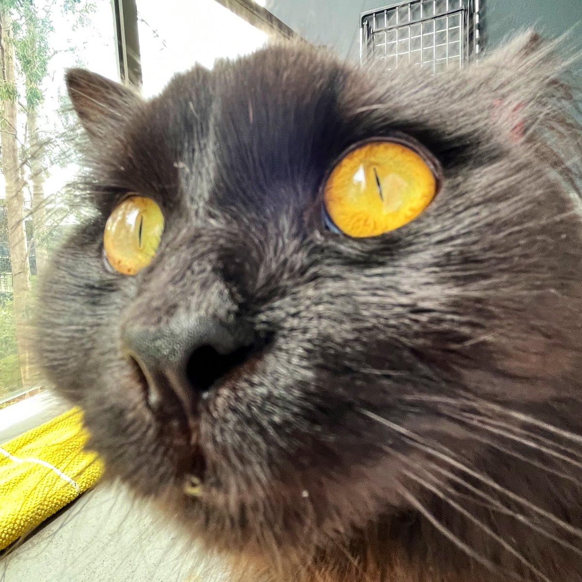 MaximilianTyson's tweet photo. Close Up #Caturday!!!!!!! ๐น๐น๐น
#MaximilianTyson #AdoptDontShop #CatsOfTwitter #AussieCatsOfTwitter #UnflatteringCatPhotoChallenge https://t.co/hfhWXSWhMJ