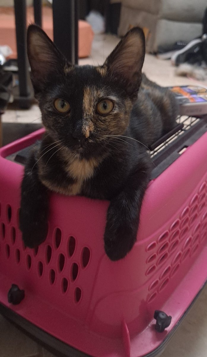 pissonacopcar's tweet photo. I'd like to introduce all of you(literally no one) to my daughter, Opal Bean.
and as I proud catmom, I just had to share my new bundle of joy with you.
#OpalBean #newbaby #proudmom ##mydaughterisbetterthanyourdaughter
#catmom #CatsRuleEverythingAroundMe #CREAM https://t.co/zyAysooX5Z